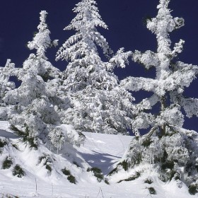 Snowy conifers